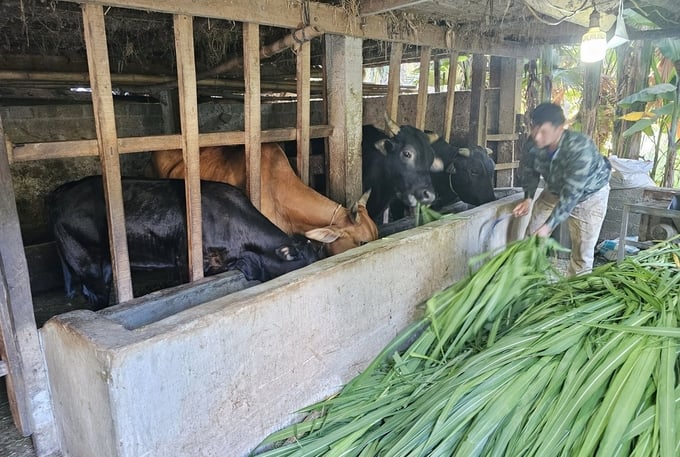 Hầu hết những hộ nuôi bò đã làm chuồng để nuôi chứ không còn chăn thả như trước. Ảnh: Tâm Phùng.