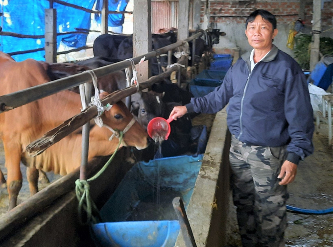 4-073257_827.jpg Bò thịt bán rẻ thì 'bò xác' mua vào cũng rẻ nên nuôi bò vỗ béo vẫn có lãi dù giá bò thịt đang hạ. Ảnh: V.Đ.T.
