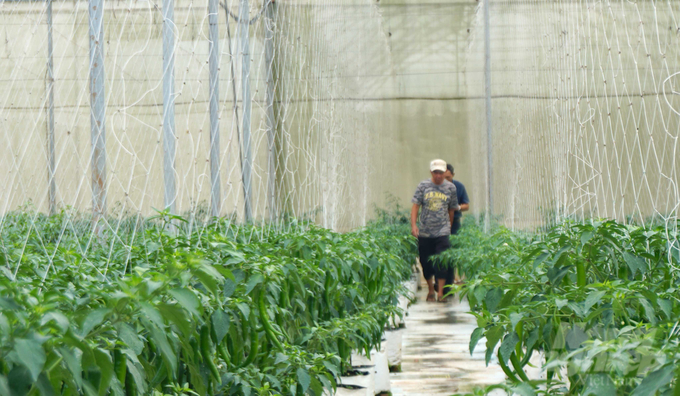 In just under a month, Mr. Tam's chili farn will commence the harvesting stage with plans for export to South Korea. Photo: Le Binh.
