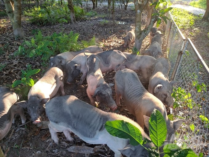 Van Thanh Phat Cooperative is raising Mong Cai pigs organically. Photo: Cuong Vu.