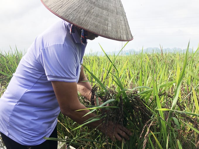 trong-lua-thao-duoc-ket-hop-voi-du-lich-nong-nghiep-112220_573.jpg Lúa thảo dược chống chịu tốt với sâu bệnh, năng suất không thua kém các giống lúa khác tại địa phương. Ảnh: Thảo Phương.