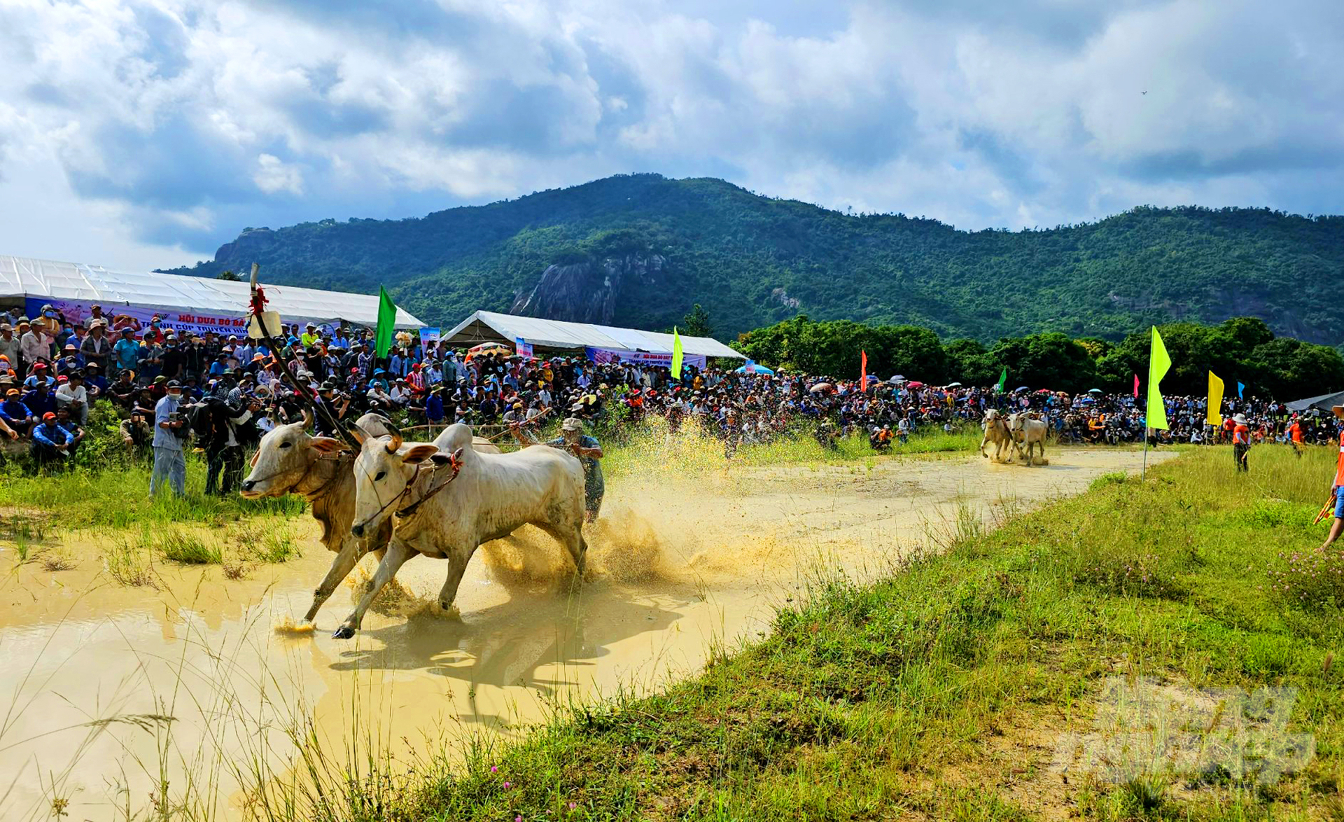 anh-2-162137_26-162138.jpg Tham gia Hội đua bò Bảy Núi năm nay có 56 đôi bò đến từ các huyện Tri Tôn, Thoại Sơn, Châu Phú, Châu Thành, thị xã Tịnh Biên (An Giang) và các đôi bò đến từ huyện Giang Thành (Kiên Giang). Đây trở thành nơi hội tụ những nét văn hóa đặc sắc của vùng Bảy Núi An Giang, qua đó, góp phần giữ gìn và phát huy bản sắc văn hóa và xây dựng mối quan hệ đoàn kết dân tộc.