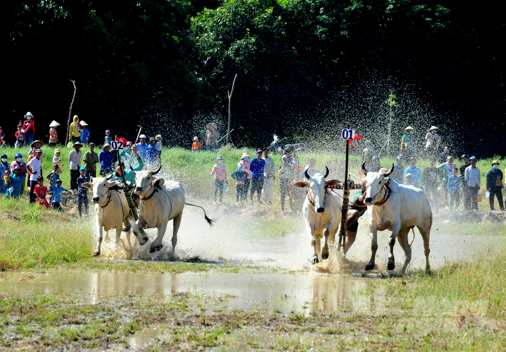 anh-3-162142_542-162143.jpg Đồng thời tạo không khí vui tươi phấn khởi, nhân dịp lễ Sene Dolta của đồng bào dân tộc Khmer, góp phần quảng bá hình ảnh đua bò Bảy Núi đến đông đảo người dân trong nước và thế giới.