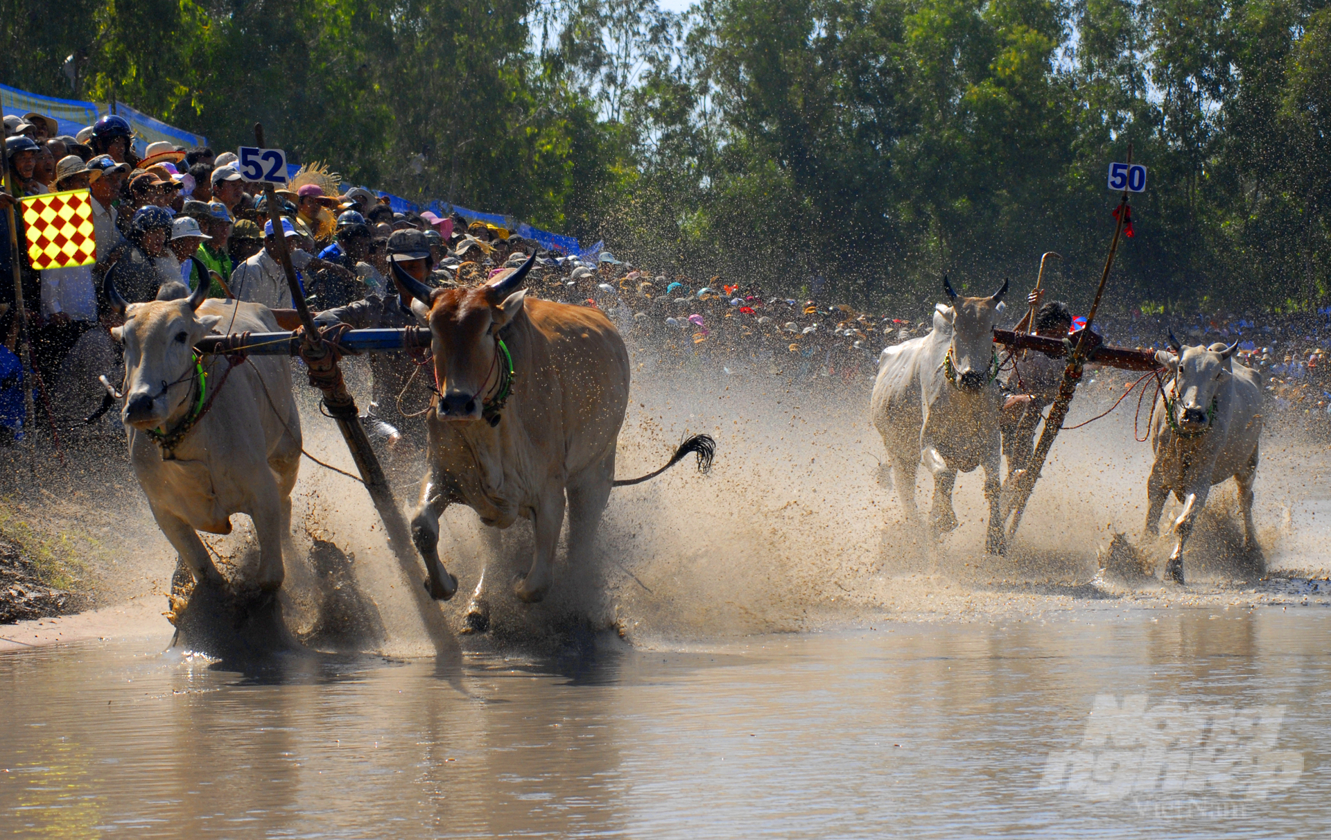 anh-4-162144_525-162145.jpg Ông Nguyễn Văn Lên, Giám đốc Đài Phát thanh Truyền hình An Giang - Phó trưởng ban Tổ chức cho biết, Hội đua bò Bảy Núi là một lễ hội nông nghiệp độc đáo của đồng bào Khmer vùng Bảy Núi An Giang nói riêng và vùng ĐBSCL nói chung. Hội đua bò không chỉ thể hiện nét đẹp văn hóa truyền thống đậm chất nhân văn của đồng bào dân tộc Khmer vùng Bảy Búi - An Giang, mà còn là một sân chơi thể thao, giải trí ý nghĩa cho bà con nông dân người dân tộc Khmer Nam bộ sau những giờ lao động vất vả trên đồng ruộng.