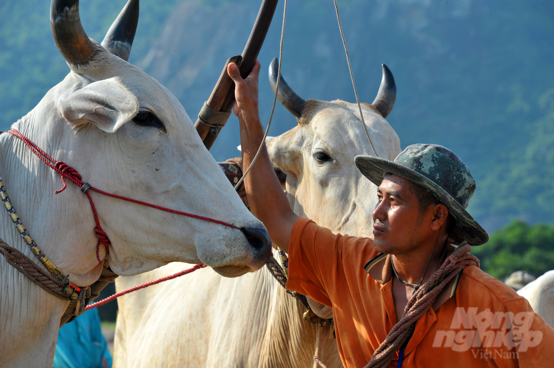 anh-6-162149_97-162150.jpg Nhưng đến vòng thả, đôi bò sau chỉ cần giẫm lên giàn bừa của đôi bò trước là thắng cuộc. Còn người điều khiển bò phải đứng thật vững nếu bị ngã hoặc rơi ra khỏi giàn bừa trong quá trình đua cũng xem như thua cuộc.