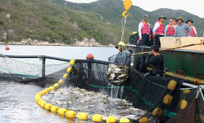 Nuôi biển công nghiệp trên vịnh Vân Phong, tỉnh Khánh Hòa. Ảnh: Kim Sơ.
