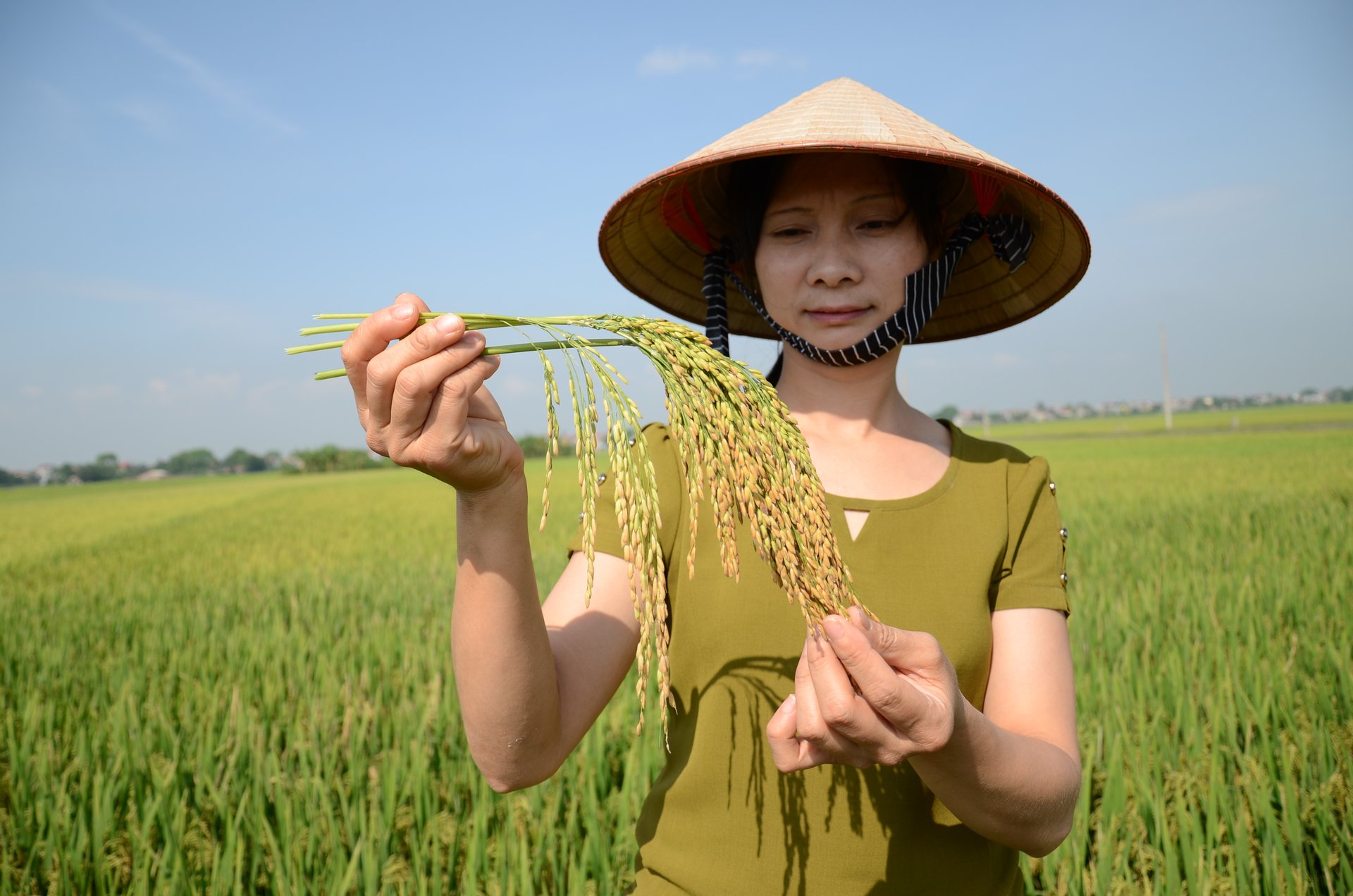 dsc_8292-102437_587.jpg Kiểm tra lúa ở ngoại thành Hà Nội. Ảnh: Dương Đình Tường.