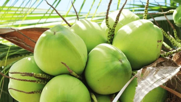 Dự kiến năm nay có thêm dừa gia nhập ngành hàng xuất khẩu tỉ USD. Ảnh: TL.