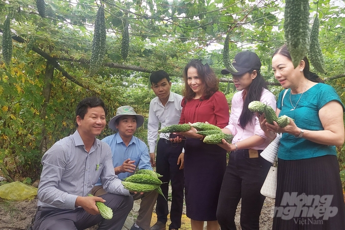 Trồng mướp đắng theo hướng hữu cơ hiệu quả kinh tế cao hơn phương pháp canh tác truyền thống và cho sản phẩm an toàn với người tiêu dùng. Ảnh: Võ Dũng.