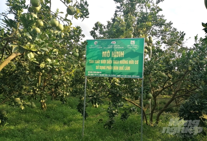Nhờ canh tác hữu cơ, sinh thái, chất lượng cũng như giá bán bưởi của gia đình ông Én luôn cao. Ảnh: Trung Quân.