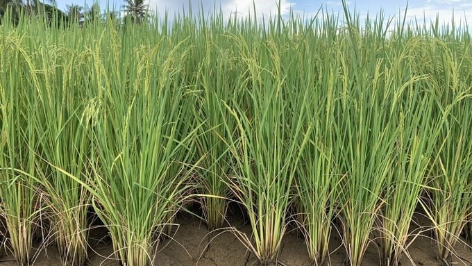 The ST25 rice variety is assessed to reach a yield of 6.5 tons/ha and be suitable for local soil by farmers in Tra Vinh. Photo: Ho Thao.