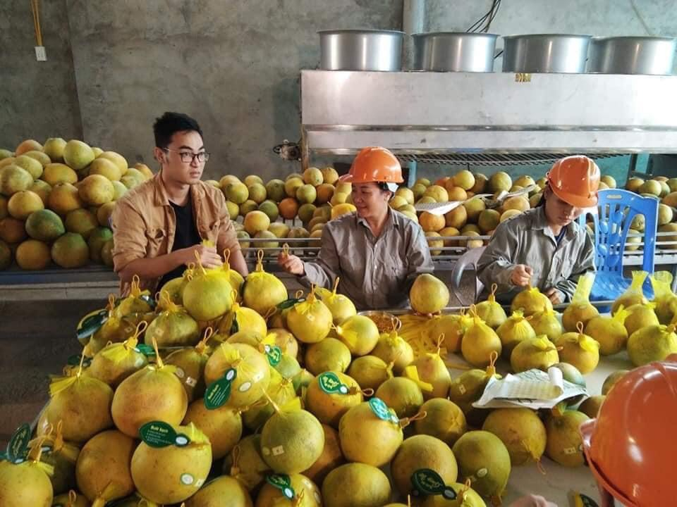9-092213_16.jpg Bưởi đỏ do HTX Giang Lộc, Tử Nê (Tân Lạc) sản xuất.