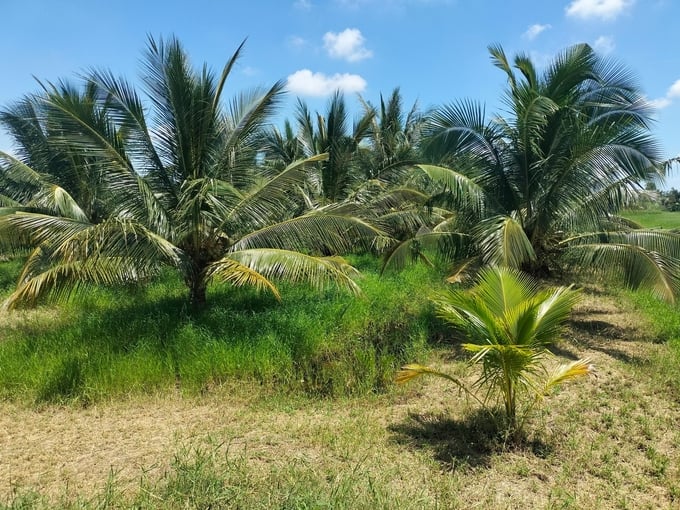 Bến Tre đang mở rộng sản xuất các vùng dừa đạt tiêu chuẩn hữu cơ. Ảnh: Minh Đảm.