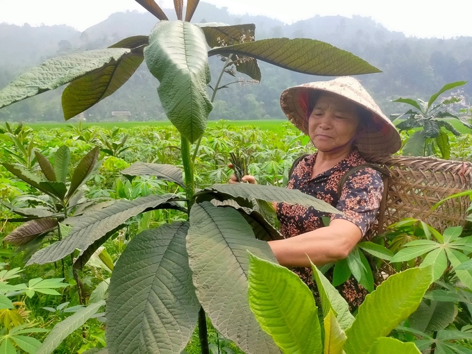 Người dân xã Kiên Thành (huyện Trấn Yên) thu hoạch lá cây khôi nhung. Ảnh: Thanh Tiến.
