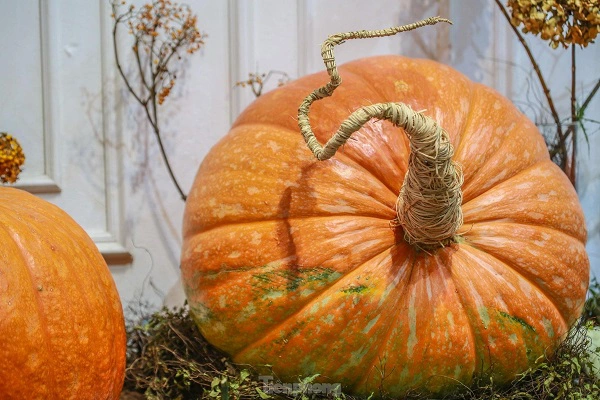 bi-ngo-2-084111_819.jpg Quả bí ngô khổng lồ 'làm mưa, làm gió' mùa Halloween năm ngoái. Ảnh: Beemart.vn .