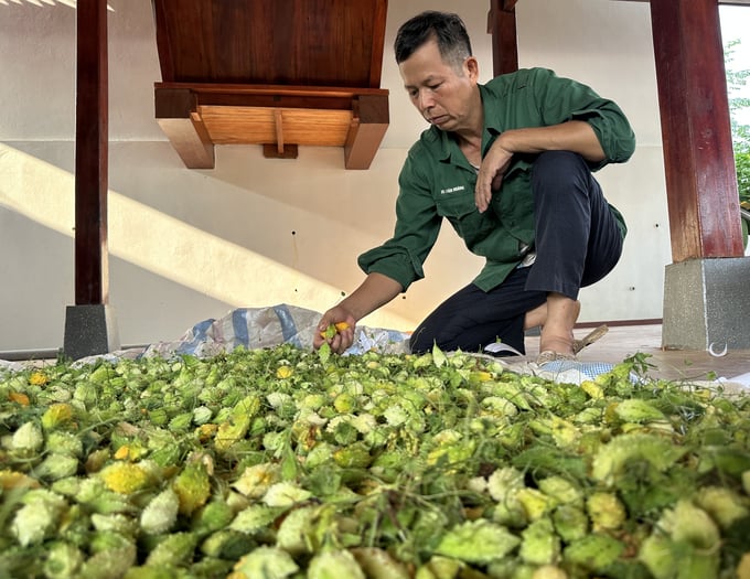 Ông Nguyễn Quốc Toản - Giám đốc HTX Nông nghiệp Tiên Phong xã Yên Trạch chuẩn bị đưa mướp đắng rừng đi sấy. Ảnh: Quang Linh.