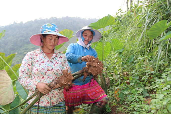 Chị Hàng Thị Sua ở thôn Khấu Ly, xã Bản Mù thu hoạch khoai sọ. Ảnh: Thanh Tiến.