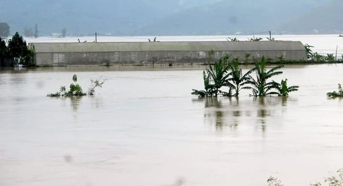 Nghệ An là tỉnh nhiều thiên tai, nắng nóng, bão lũ. Vì vậy việc đầu tư sản xuất nông nghiệp bằng nhà lưới, nhà màng không thực sự hiệu quả. Ảnh: Quang An.