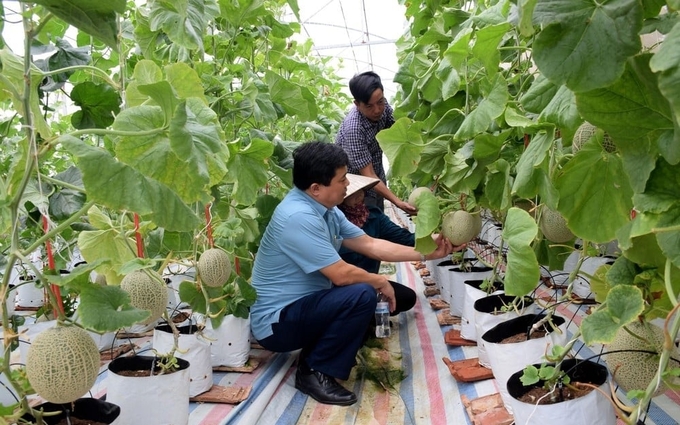 Không nên nhầm tưởng nông nghiệp công nghệ cao là cứ phải sản xuất trong nhà lưới, nhà màng. Ảnh: Xuân Hoàng.