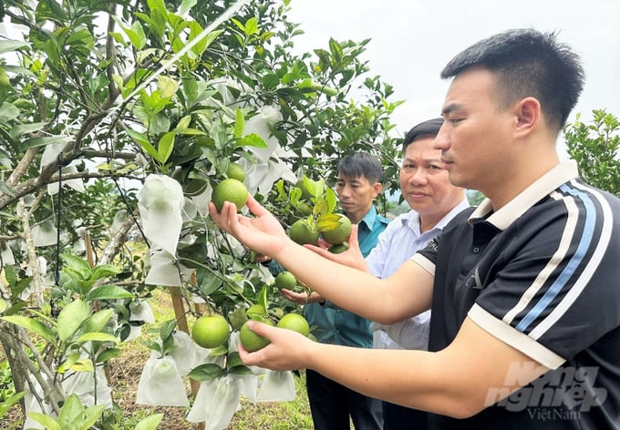 Nhân nuôi kiến vàng là một trong những giải pháp phòng trừ sinh vật gây hại hữu hiệu trong quy trình sản xuất cam hữu cơ ở Vũ Quang. Ảnh: Thanh Nga.