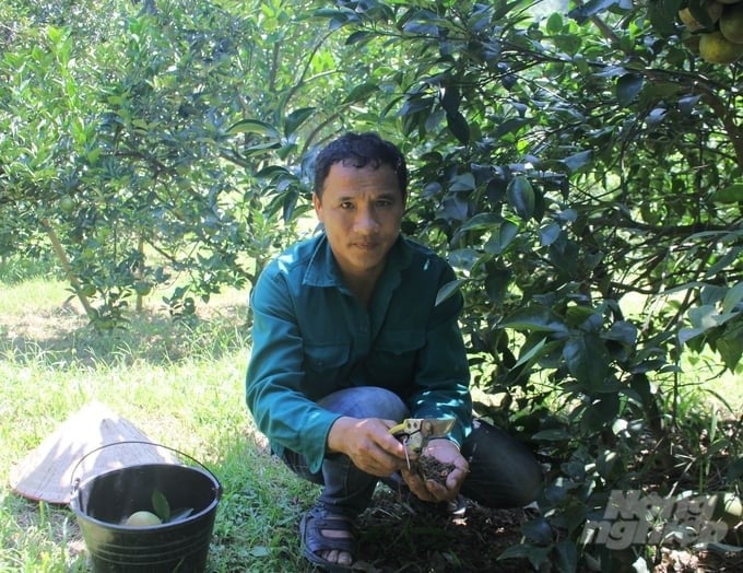 Mr. Luong Van Thao (Ma 1 village, Bac Phong commune, Cao Phong district) said that thanks to organic farming, the planting soil has become more non-cohesive. Photo: Trung Quan.