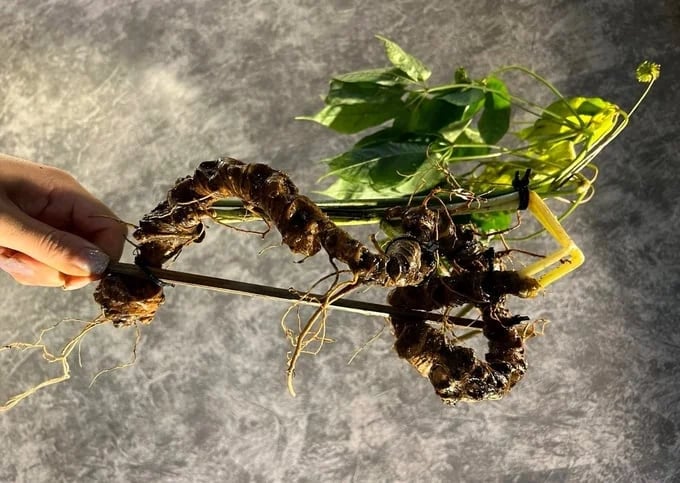 Lai Chau ginseng is being preserved and developed. Photo: H.D.