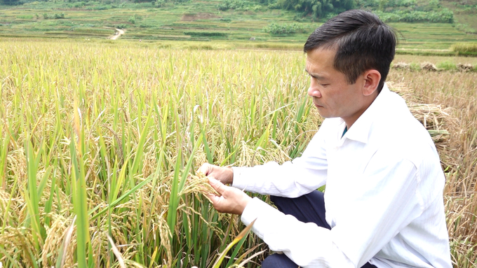 giam-phat-thai-khi-metan-cai-tao-dat-nho-che-pham-emuniv-052205_413.jpeg Ông Cà Trung Hòa, Phó Chủ tịch UBND xã Chiềng Cọ kiểm tra tình hình sâu bệnh hại trên cánh đồng sử dụng chế phẩm Emuniv chuẩn bị thu hoạch. Ảnh: Quang Linh.