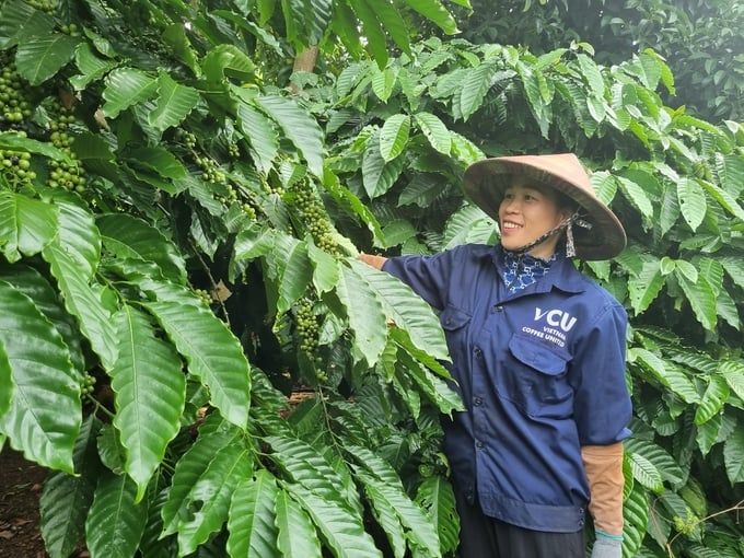 Vườn cà phê canh tác theo hướng hữu cơ của gia đình chị Thảo quanh năm tươi tốt. Ảnh: Tuấn Anh.