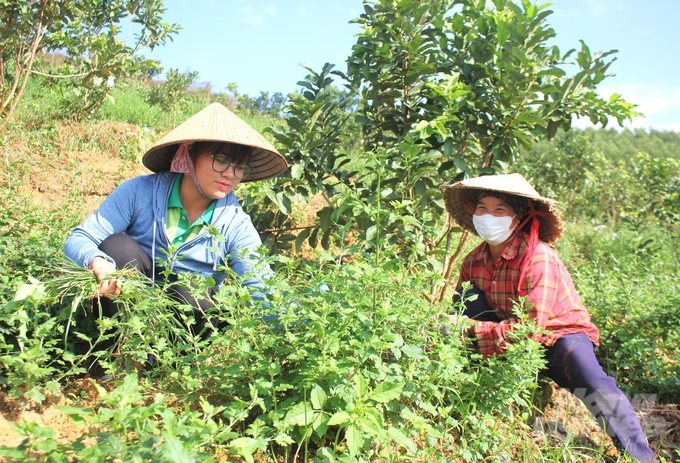 Các thanh viên HTX Lục Ngạn Xanh 'nói không' với thuốc trừ cỏ trong canh tác. Ảnh: Trung Quân.