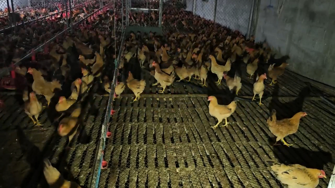 The pullet herd at the farm. Photo: Tam Phung.