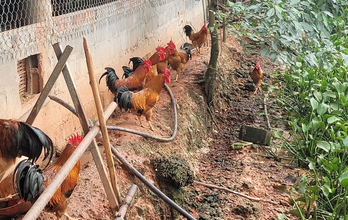 Ant roosters are raised separately for breeding. Photo: Tam Duc.