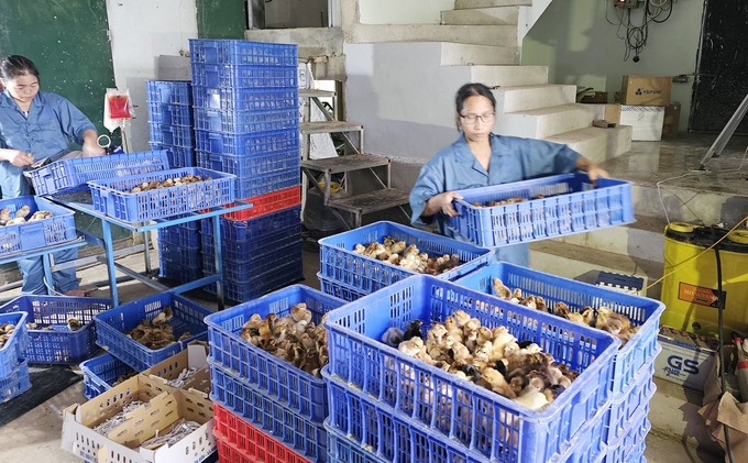 One-day-old chickens are taken out of the hatchery. Photo: Tam Phung.