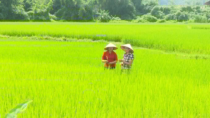 Cánh đồng lúa trồng theo quy trình chuẩn hữu cơ tại thôn Pác Khoang (xã Yên Phong, Chợ Đồn, Bắc Kạn). Ảnh: Ngọc Tú. 