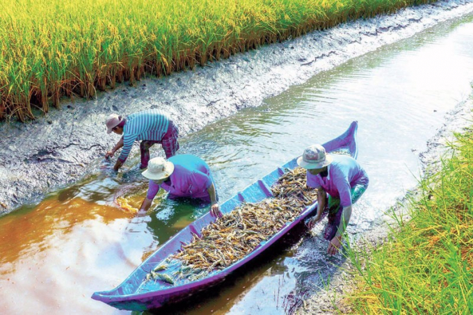 Bạc Liêu đang tập trung phát triển, khai thác chuỗi giá trị 'lúa thơm - tôm sạch'. Ảnh: TL.