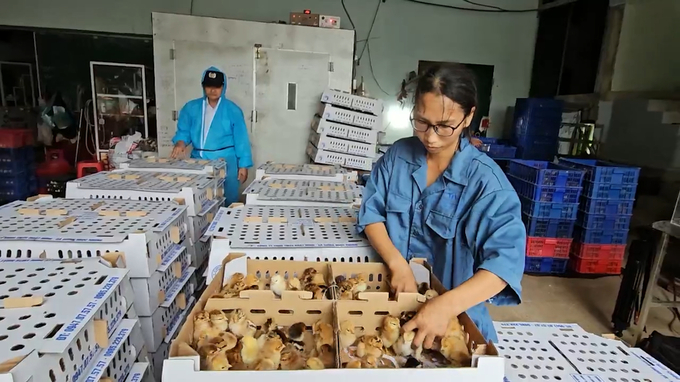 Each month the farm sells 50,000 high-quality chicken breeds on average. Photo: Tam Phung.
