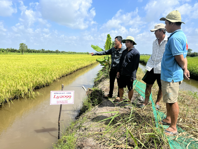 Mô hình tôm - lúa tại huyện Phước Long, tỉnh Bạc Liêu. Ảnh: Trọng Linh.