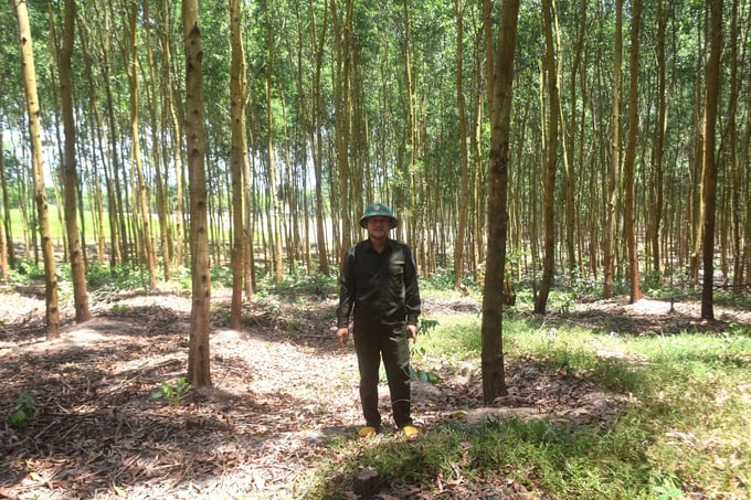 3-110007_789.jpg Diện tích rừng gỗ lớn của Công ty TNHH Lâm nghiệp Sông Kôn ( Bình Định) trồng tại huyện Tây Sơn. Ảnh: V.Đ.T.