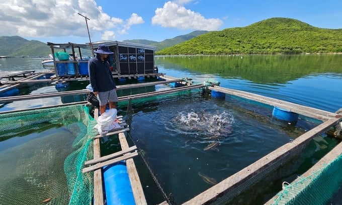 Nuôi cá biển trên vịnh Vân Phong, tỉnh Khánh Hòa. Ảnh: KS.
