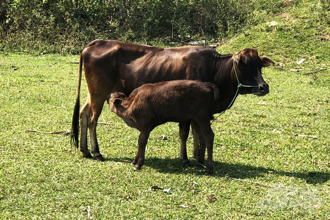 be-lai1-135323_661-135324.jpg Mẹ bò vàng A Lưới, con bê lai Wagyu. Ảnh: CĐ.