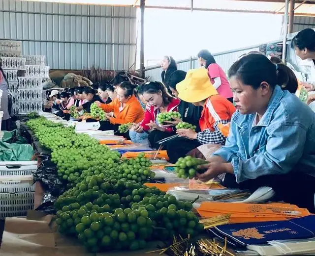 8ad4b31c8701a18b3f57dba7621263012938fe66-110200_901.jpg Dân làng đang tất bật đóng gói sản phẩm sau khi thu hoạch.