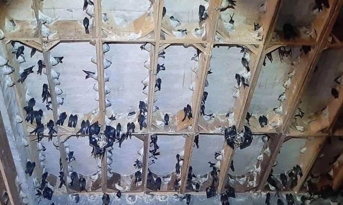 Tổ yến của Việt Nam rất chất lượng, đầy tiềm năng để xuất khẩu sang thị trường Trung Quốc. Ảnh: KS.