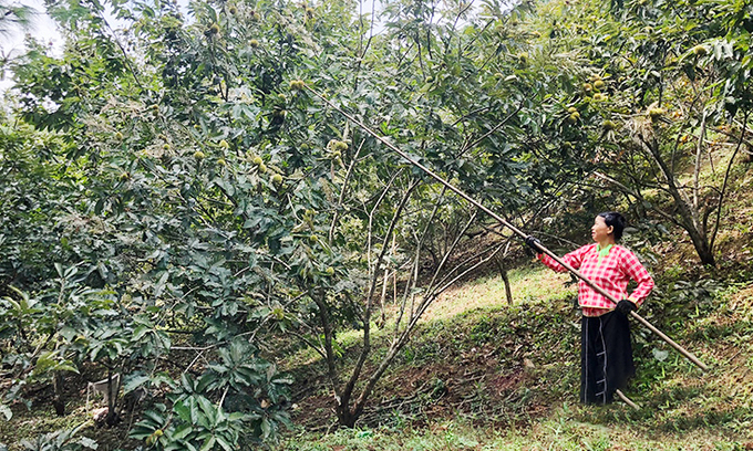 thanh-loa-173913_489.jpg Đồi dẻ giúp gia đình chị Vụ có thu nhập 100 triệu đồng mỗi năm.