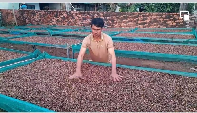 Phơi cà phê trên giàn cao, tránh lẫn tạp chất. Ảnh: Đăng Lâm.