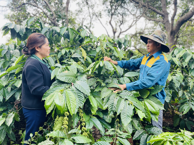 Vườn cà phê 'nói không với hóa chất' của anh Thuận được nhiều bà con địa phương tham quan học tập, nhân rộng. Ảnh: Đăng Lâm.