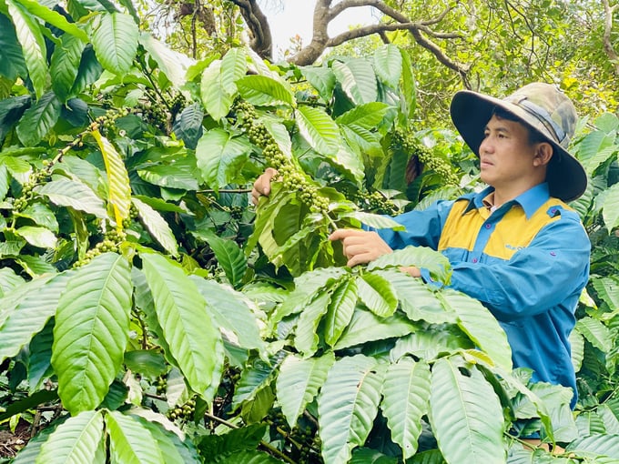 Vườn cà phê hữu cơ của gia đình anh Thuận. Ảnh: Đăng Lâm.