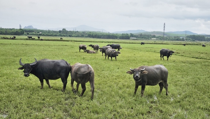 z4811921653975_f9c72d8808e58b1dc6c70cff5dc44240-100242_872.jpg Phát triển đàn gia súc ở huyện Lệ Thủy, tăng thu nhập cho người dân, góp phần giảm nghèo bền vững. Ảnh: Tâm Đức.