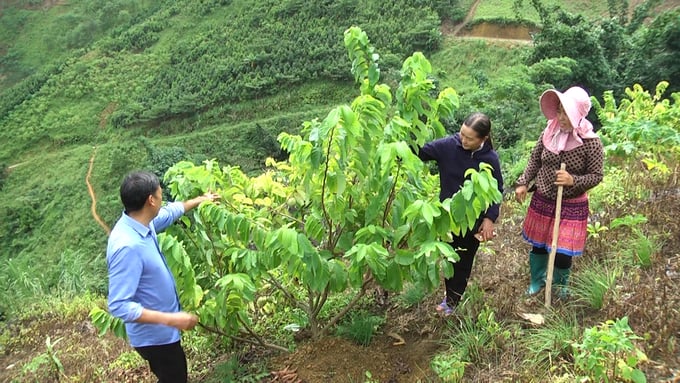 a-8-225538_80.jpg Cây na đang mang lại những tín hiệu vui cho các hộ dân người Mông ở Văn Chấn. Ảnh: Thanh Tiến.