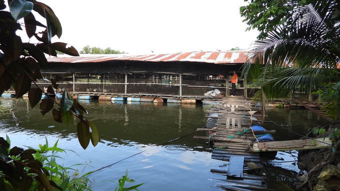 Ms. Cao Thi Ten’s biosafe herbal chicken farm. Photo: Tran Trung.