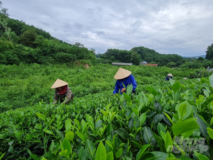 Chè là một trong những cây trồng chủ lực của nền 'nông nghiệp xanh' của Đồng Hỷ. Ảnh: Đào Thanh.