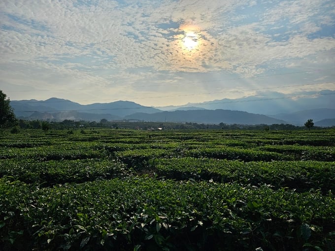 Vùng chè Tân Uyên chuyển mình sản xuất theo hướng hữu cơ. Ảnh: Hoàng Anh.